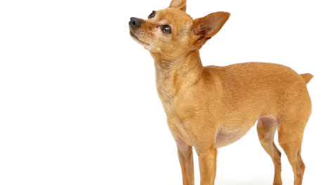 el ladrido del chihuahua