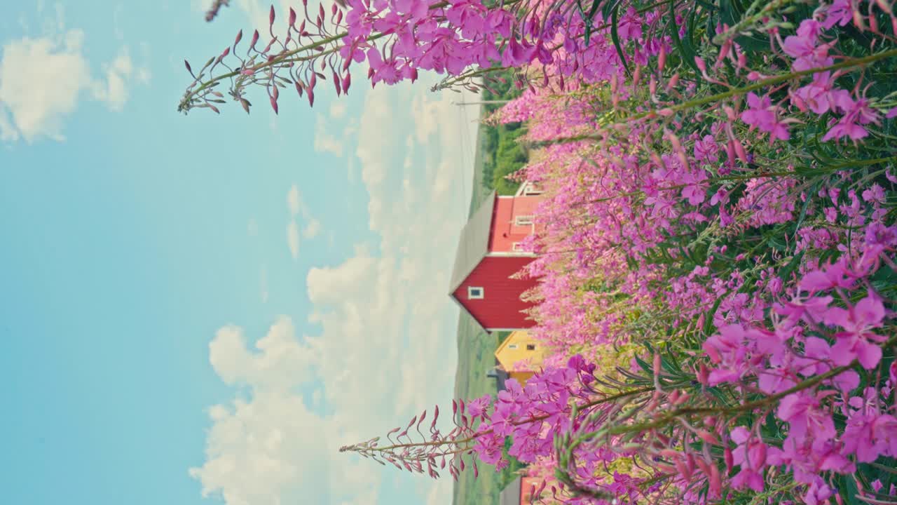 Kokelv, Hammerfest, Finnmark, Norway - Brightly Colored Farmhouses Nestle Amid a Sea of Vibrant Fireweed - Vertical Shot