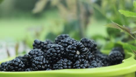 Bowl-full-of-beautiful-wild-blackberries-freshly-picked-among-leaves,-orbiting-in-slow-motion-4K