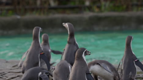 close up of humboldt penguin eating a fish surrounded by colony at the zoo before running into water
