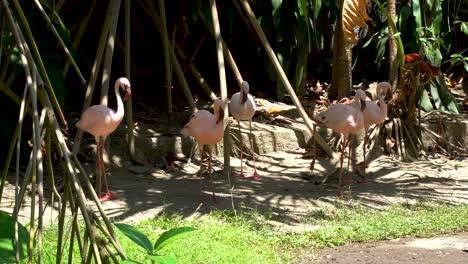 lesser flamingos group stand calmly under leaves shadow or walk gracefully