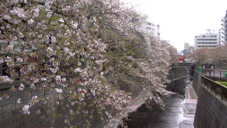 meguro river in tokyo with sakura trees almost completely gone