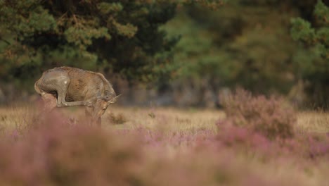 Red-deer-hind-covered-in-mud-after-wallowing-in-muddy-pit,-rutting-season