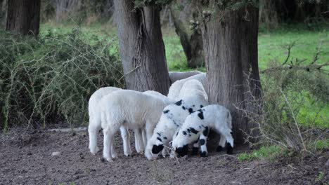 slow motion shot of cute flock of lambs grazing close to each other under trees in sardinia, italy