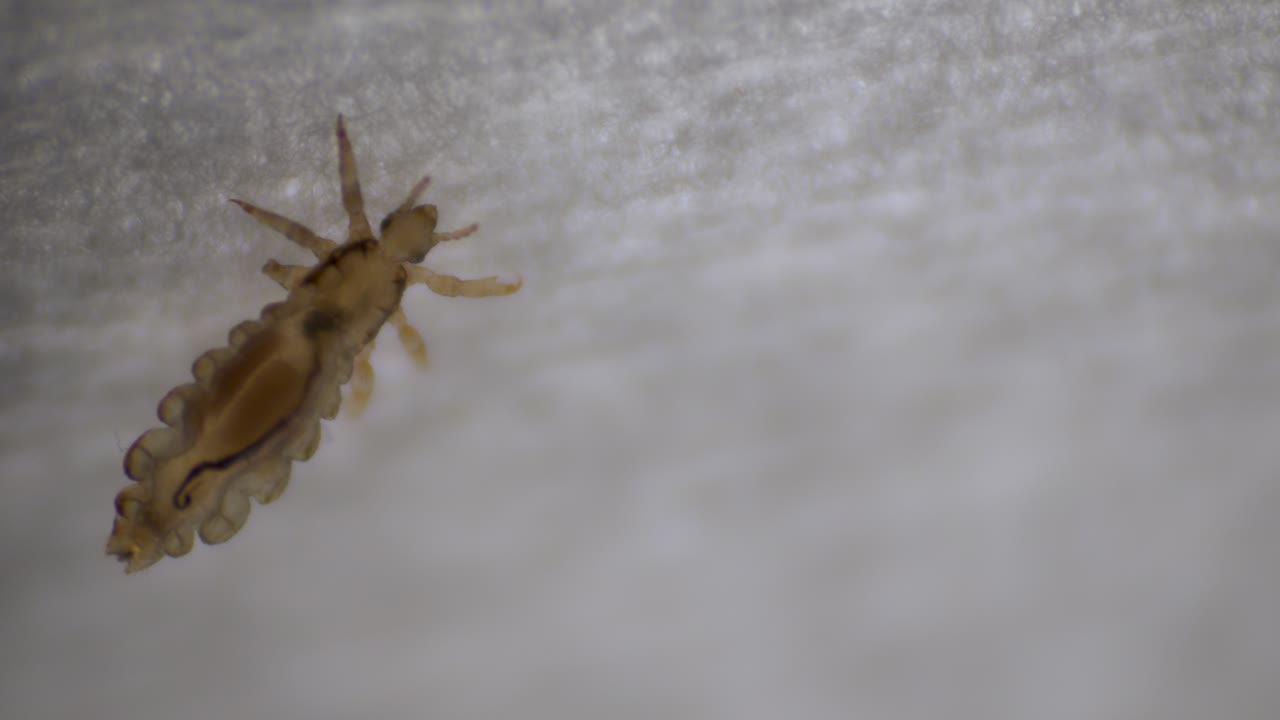 Close-up of a Head Louse (Pediculus humanus capitis)