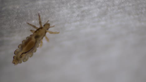 close-up of a head louse (pediculus humanus capitis)