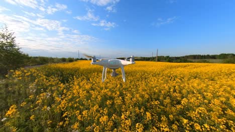 Zeitlupenaufnahmen-Einer-Drohne,-Die-über-Vergilbten-Raps-Auf-Einem-Landwirtschaftlichen-Feld-Fliegt