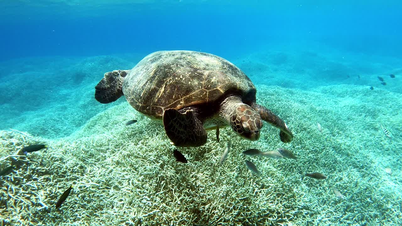 A beautiful sea green turtle bowing towards the coral seabed - underwater