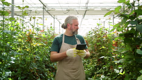 florista masculino maduro usando tableta y comprobando las flores en el invernadero