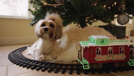 adorable puppy lounging beneath christmas tree