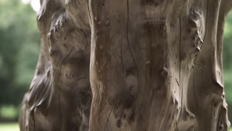Old-dead-tree-trunk-carved-close-up-panning-shot