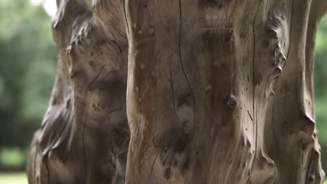 old dead tree trunk carved close up panning shot