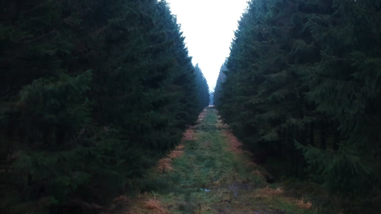 드론은 어둡고 무서운 분위기의 소나무 숲에서 상승하고 있습니다.