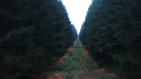 Drone-Está-Ascendiendo-En-Un-Bosque-De-Pinos-En-Un-Estado-De-ánimo-Oscuro-Y-Aterrador