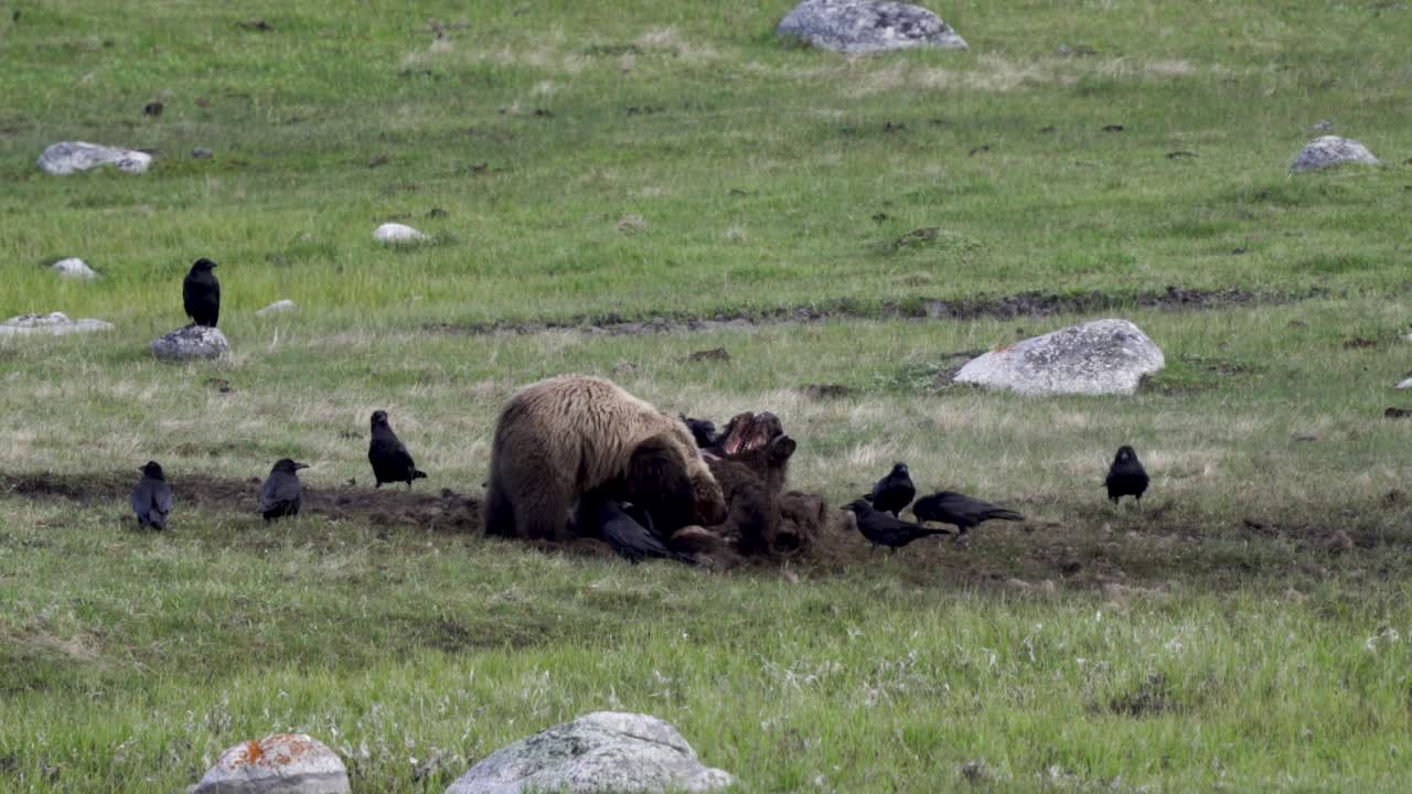 oso pardo alimentándose de un cadáver de bisonte después de una caza exitosa