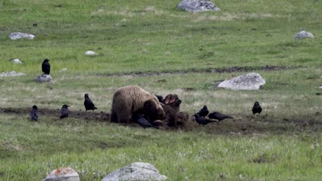 Grizzly-bear-feeding-on-a-bison-carcass-after-successful-hunt