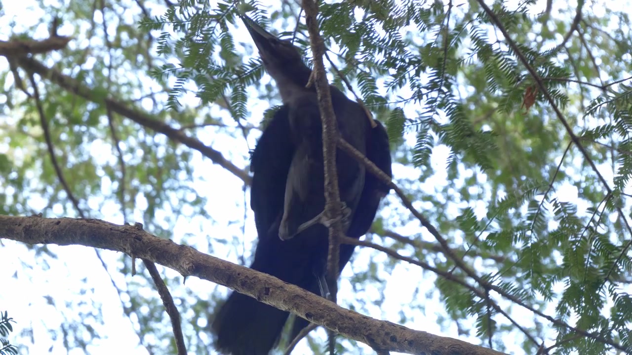 Corvo dal becco grosso nero che si nutre di foglie mentre è appollaiato su un ramo d'albero a Tokyo, Giappone. Inquadratura dal basso