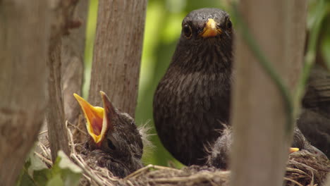 tree nest with mother blackbird and baby birds with mouths wide open