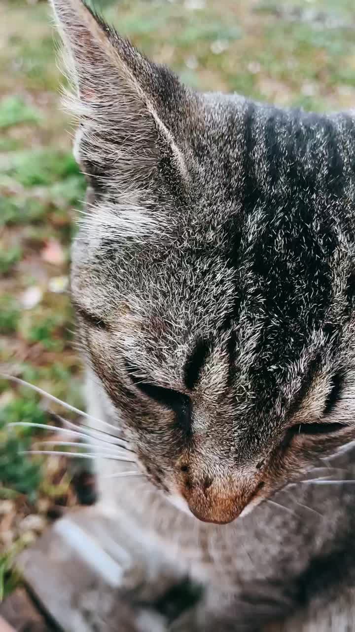 un primer plano de un gato tabby