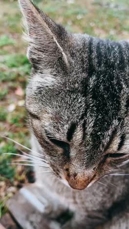 close-up of a tabby cat