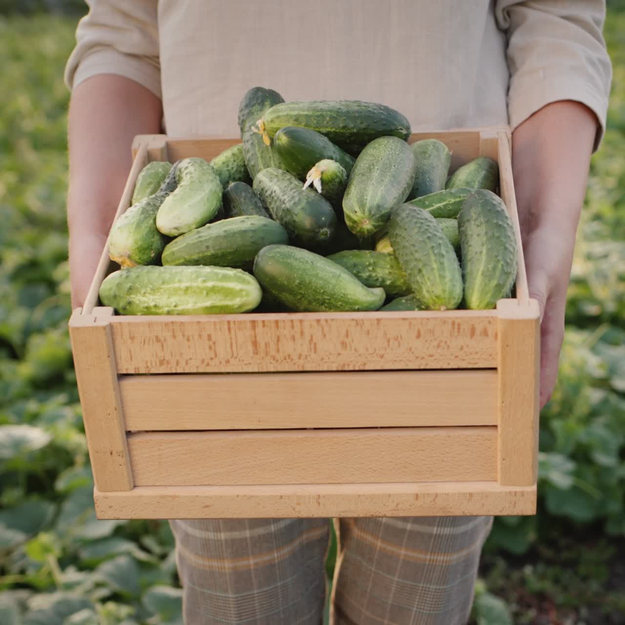 granjero sostiene una caja de madera con pepinos frescos 1
