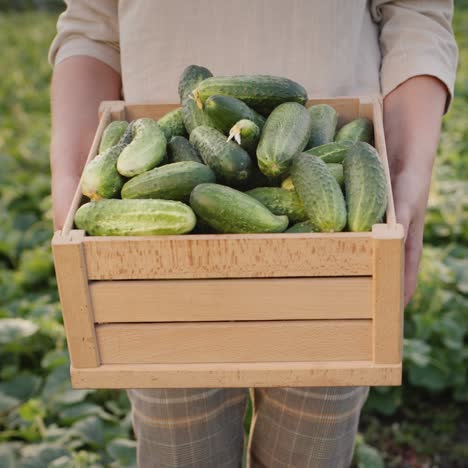 Farmer-Holds-A-Wooden-Box-With-Fresh-Cucumbers-1