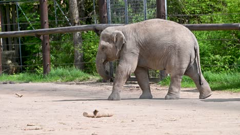 mother and baby elephant walking in zoo enclosure