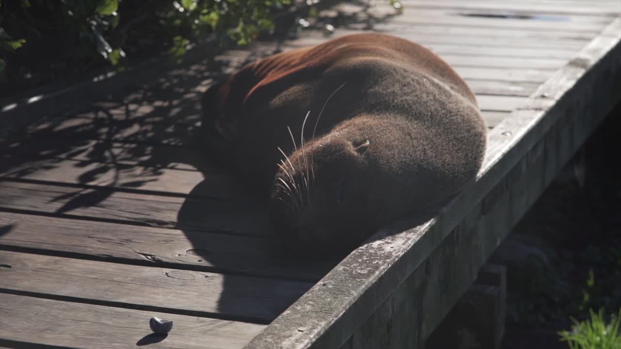 Seal resting on wooden surface