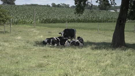 amish cows enjoying a beautiful summer day in the fields