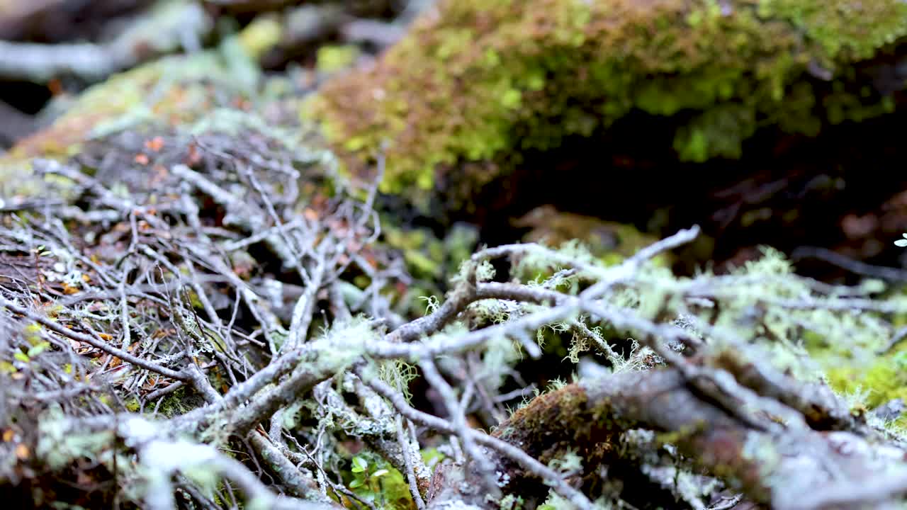 Camera slowly pans across moss and lichen on fallen branches in a damp forest environment