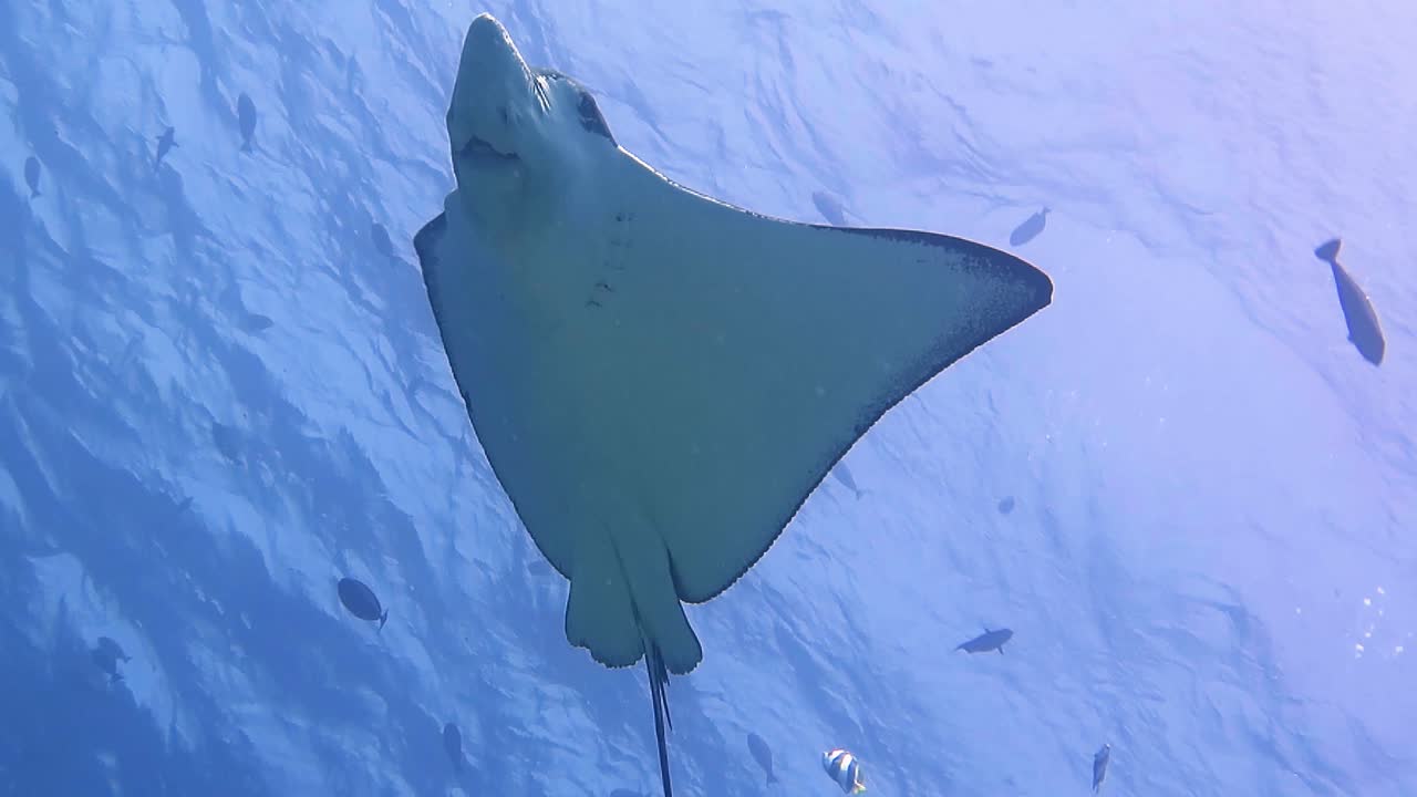 A relaxed Eagle ray viewed from the bottom