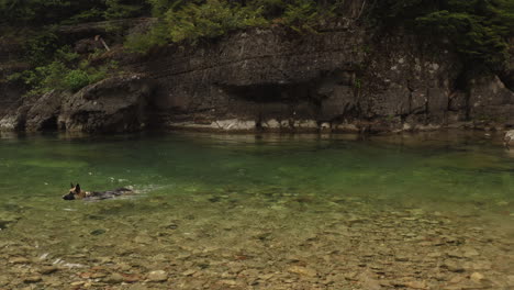 Hundeschwimmen-An-Einem-Süßwasserfluss-Am-Waldrand-In-Mcdonald-Creek,-Dolly-Shot