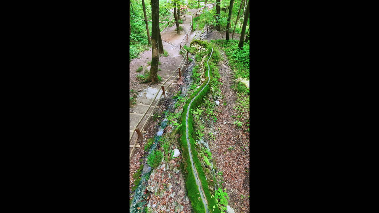 Green stair trail through forest. Wooden steps and mossy stream winding through a lush green forest