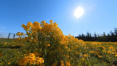 slow motion wide angle lift-up shot of solar power plant in yellow field of blooming rapeseed on a sunny day