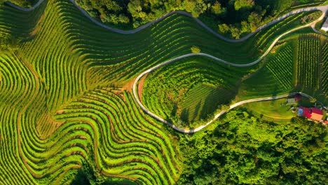 stunning drone footage of green vineyards and roads in the heart of prlekija, jeruzalem slovenia