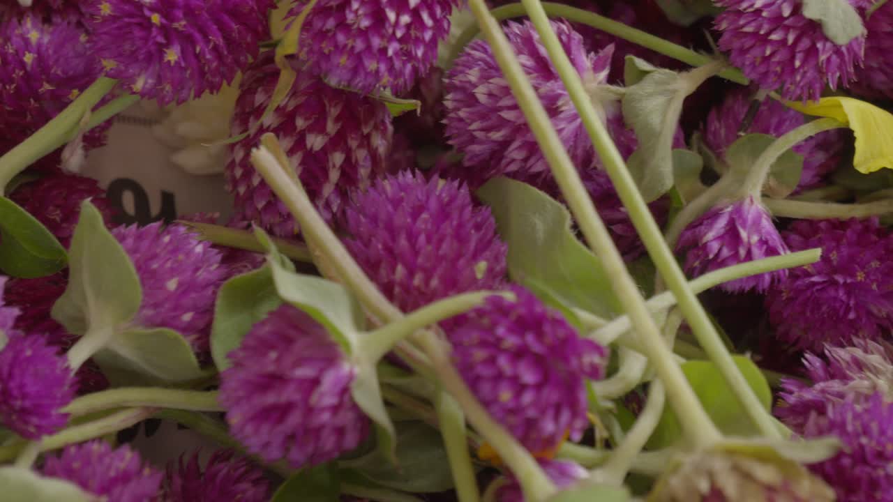 Close-up of Purple Globe Amaranth Flowers
