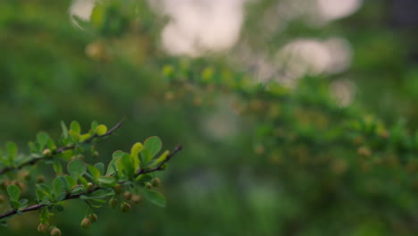 Peaceful-nature-background-with-fresh-green-leafs-on-branch-in-sunset-beams.