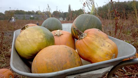 Mittlere-Schussvielzahl-Von-Halloween-pumkins-Im-Herbstfeld-Der-Schubkarre