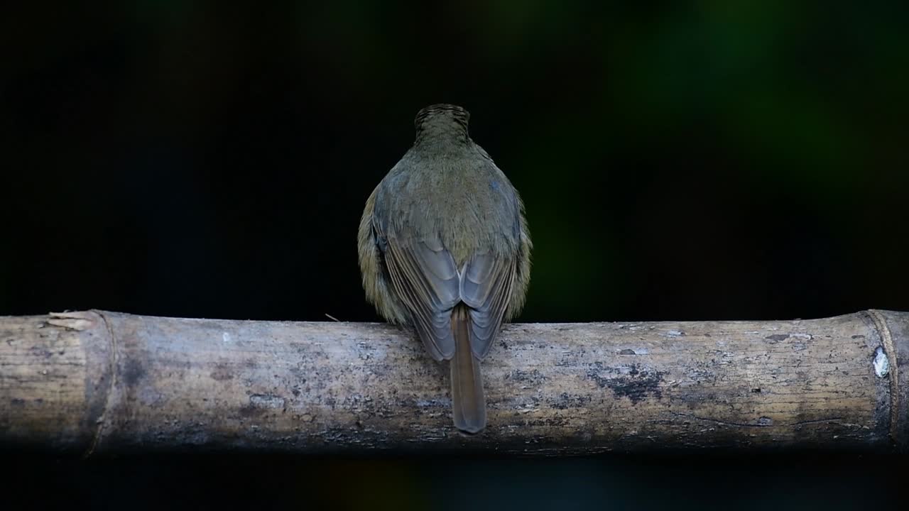 Hill Blue Flycatcher sitter på en bambus, Cyornis whitei.