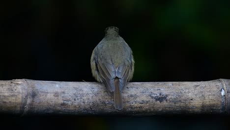 papamoscas azul de la colina posado en un bambú, cyornis whitei