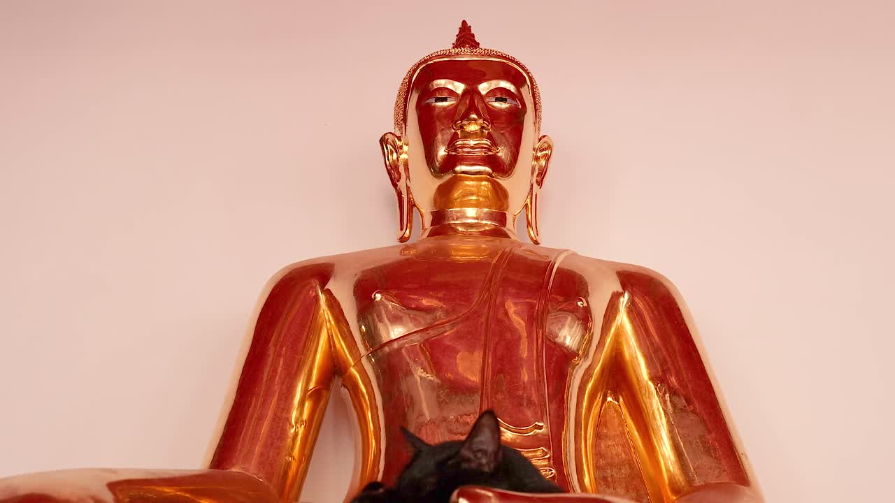 un video sereno de la estatua de buda reclinada en wat pho, bangkok, con un gato descansando pacíficamente en su brazo