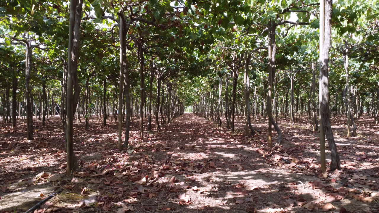 fotografía aérea a través de una plantación de viñedos en pizco, perú