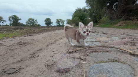 cute chihuahua puppy running on a country road