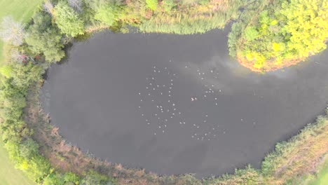 Top-down-aerial-shot-of-a-pond-with-geese-fighting-in-it-surrounded-by-green-grass-and-a-island-with-a-tree