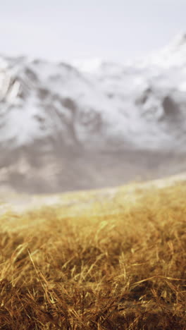 dry grass and snow covered mountains in alaska