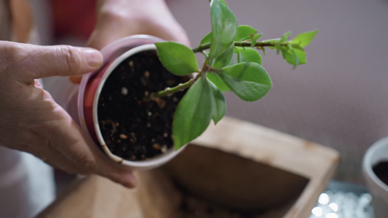 Urban gardener hands rolling and gently pressing sides of plastic planter to evenly settle potting soil inside and dumping excess soil into wooden crate during cozy mindful indoor gardening ritual