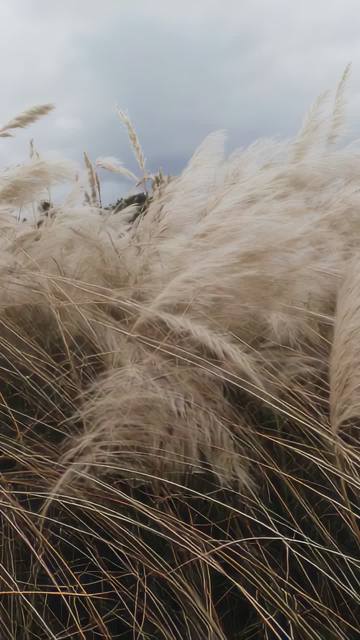 Video verticale: Erba della pampa ondeggiante che si piega sotto le raffiche nel parco, la telecamera si alza, rivelando il cielo grigio