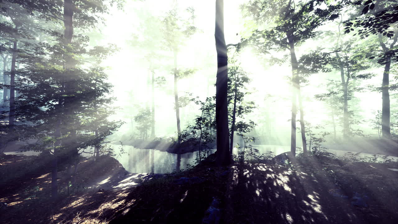 Light filtering through trees creates a serene atmosphere by the water