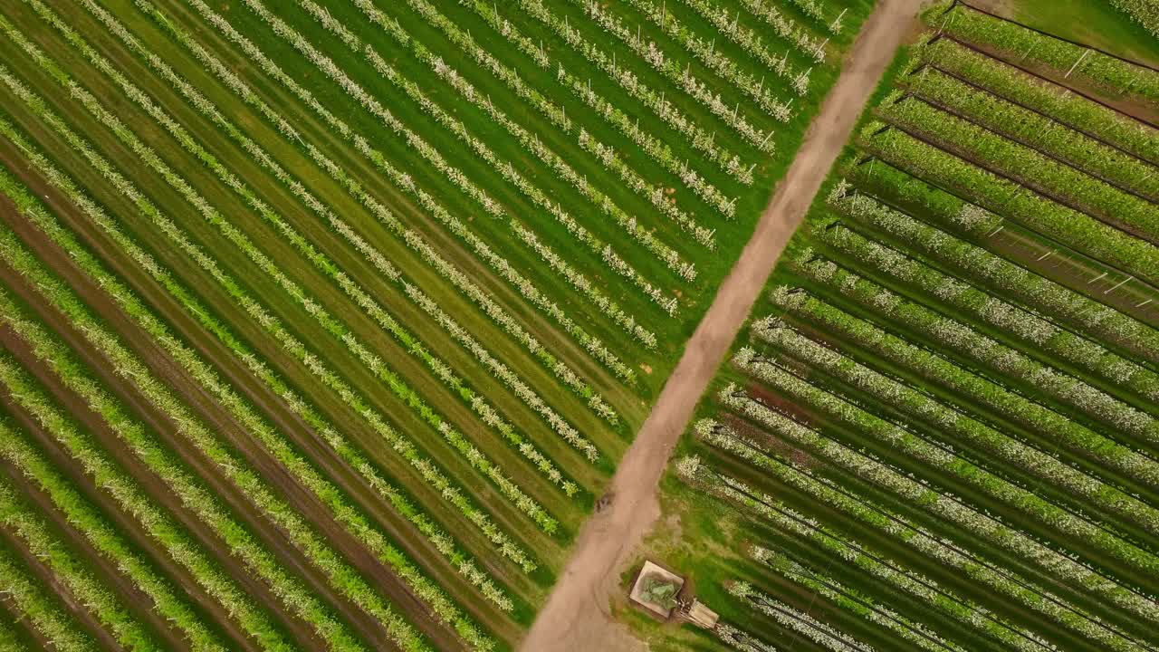Blooming apple rows in perfect green lines divided by a dirt path, with an irrigation box visible among the plants. Aerial view, drone shot, top-down angle.