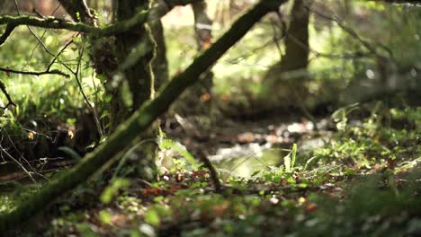 Large-tree-leading-to-a-river,-covered-in-moss,-with-beautiful-sunlight-during-golden-hour